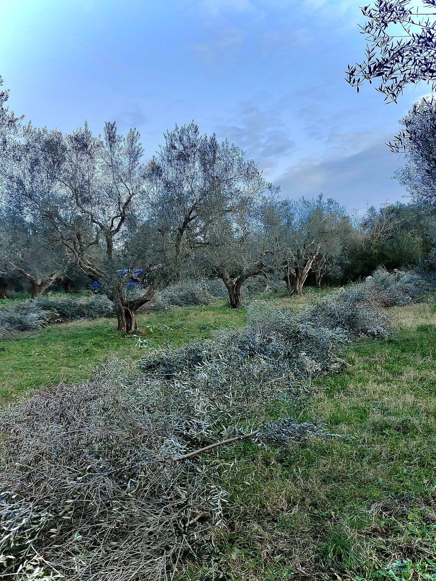 Potatura Alberi fruttiferi e ulivi