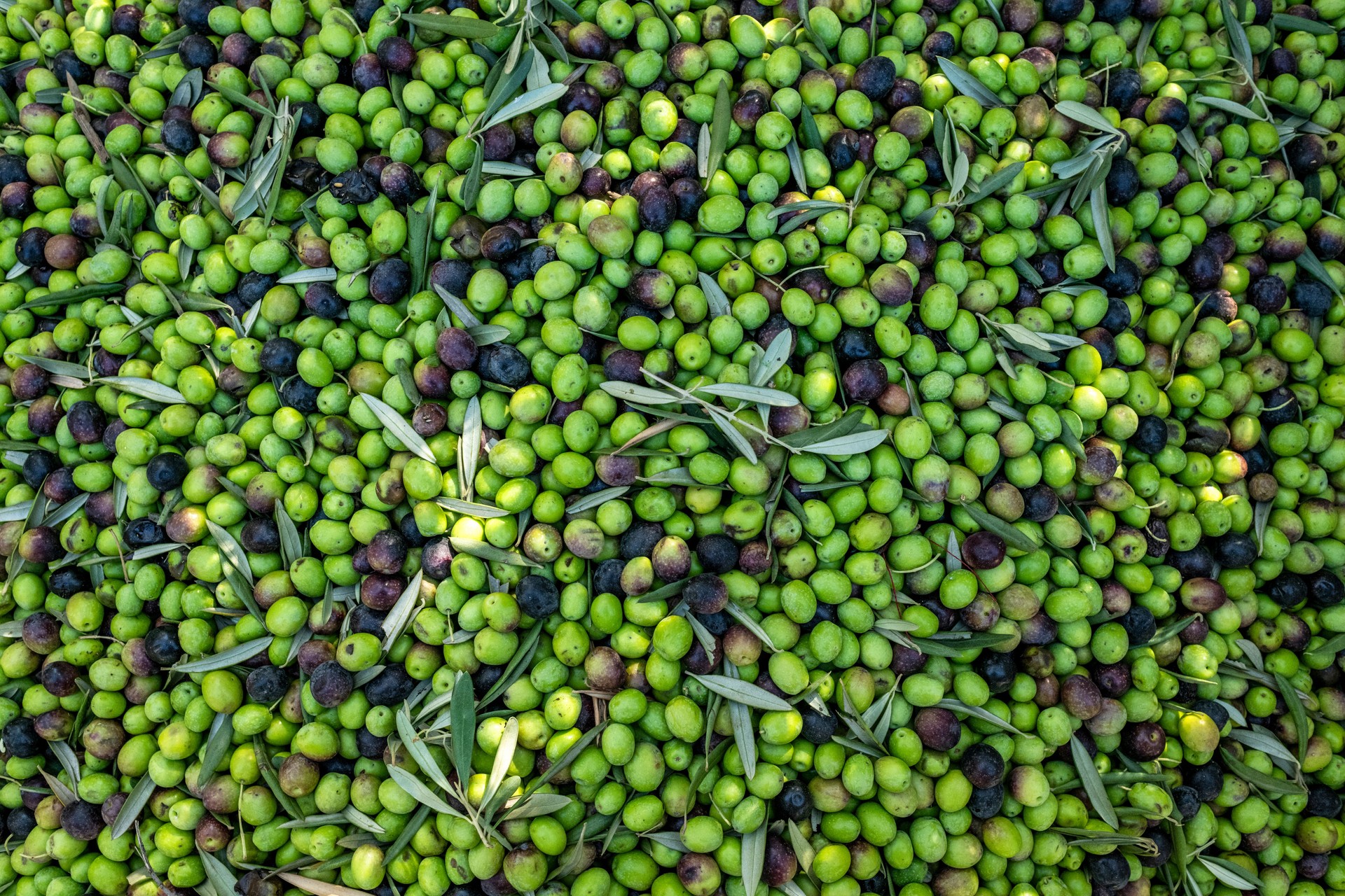 Primo piano olive appena raccolte